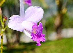 ABL (1)